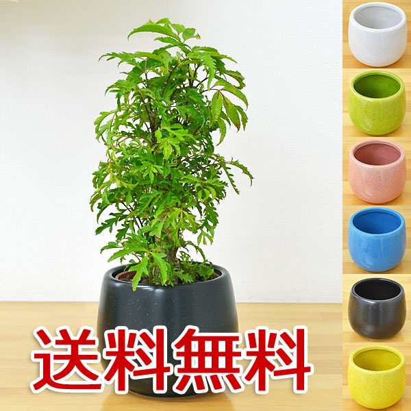 送料無料 ミニ観葉植物 ポリシャス陶器鉢付き ハイドロカルチャー の通販はau Pay マーケット フラワーコーポレーション