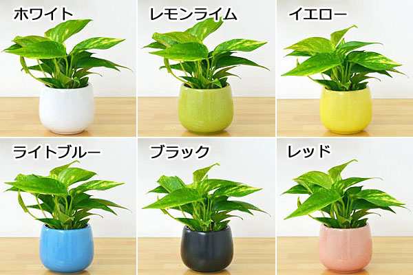 送料無料 ミニ観葉植物 ポトス陶器鉢付き ハイドロカルチャー の通販はau Pay マーケット フラワーコーポレーション