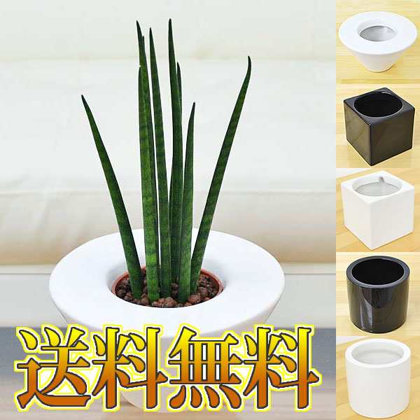 送料無料 ミニ観葉植物 サンスベリア バキュラリス ハイドロカルチャースタイリッシュ陶器鉢付きの通販はau Pay マーケット フラワーコーポレーション