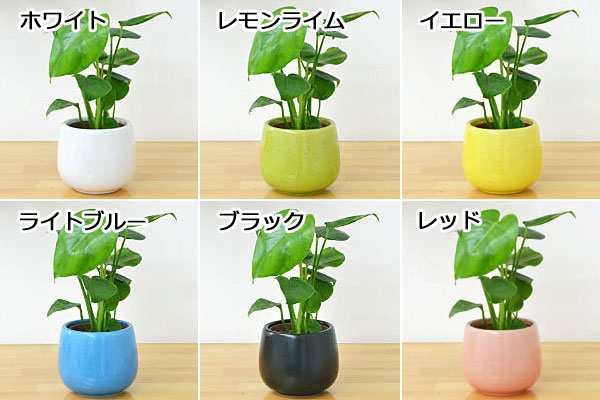 送料無料 ミニ観葉植物 モンステラ陶器鉢付き ハイドロカルチャー の通販はau Pay マーケット フラワーコーポレーション