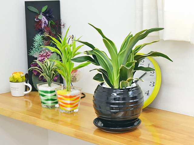 送料無料 観葉植物 万年青 オモト 甲竜 ボール型陶器鉢植え インテリア 人気 お祝い ギフト プレゼント 開店祝い 新築祝い の通販はau Pay マーケット フラワーコーポレーション