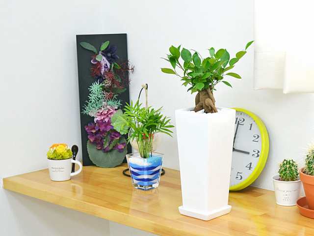 送料無料 観葉植物 ガジュマル スクエア陶器鉢植え インテリア 室内 人気 お祝い ギフト プレゼント 開店祝い 新築祝い 誕生日祝い の通販はau Pay マーケット フラワーコーポレーション