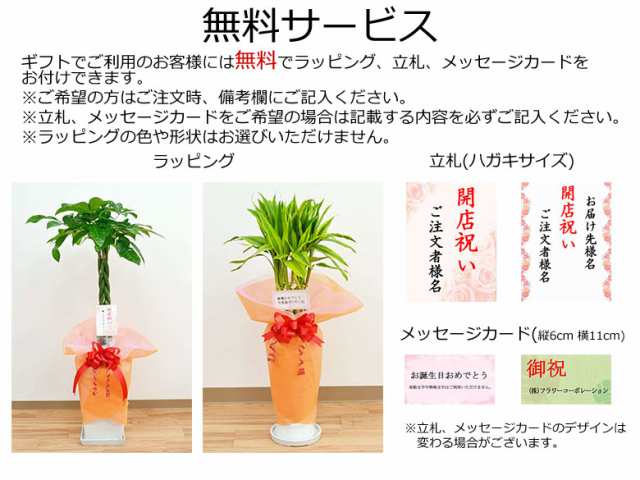 観葉植物 ガジュマル 多幸の木 おしゃれ お祝い ボール形陶器鉢 ホワイト ブラック 送料無料の通販はau Pay マーケット フラワーコーポレーション