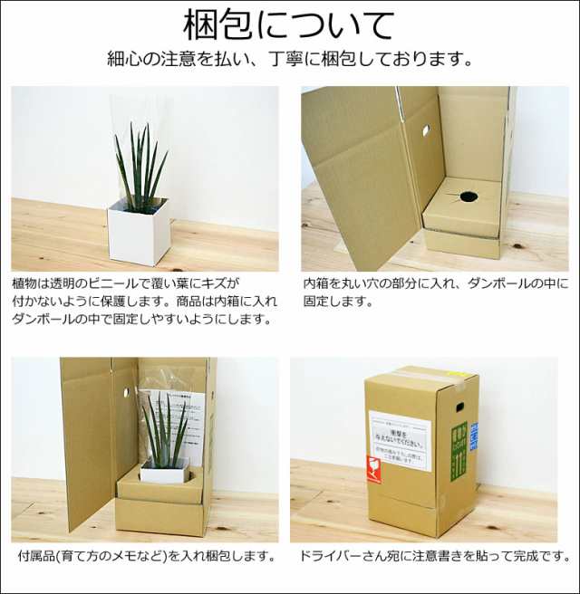 送料無料】観葉植物 ミニ ハイドロカルチャースタイリッシュ陶器鉢付き 4鉢セット【インテリア/人気/お祝い/ギフト/プレゼント/おしゃの通販はau  PAY マーケット - フラワーコーポレーション