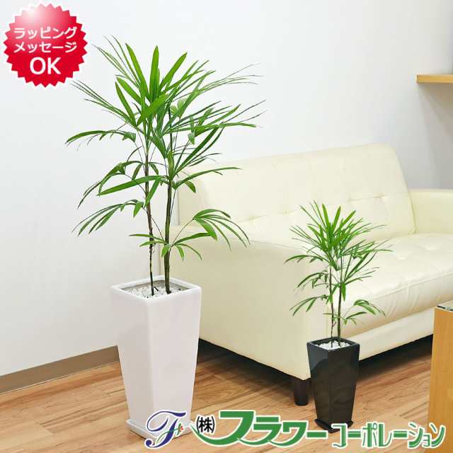 【送料無料】観葉植物 棕櫚竹(シュロチク) ロングスクエア陶器鉢植え 7号【敬老の日/インテリア/人気/お祝い/ギフト/開店祝い/新築祝い