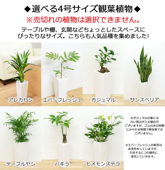 観葉植物 7号4号 2鉢セット 陶器鉢植え 選べる品種 おしゃれ お祝い