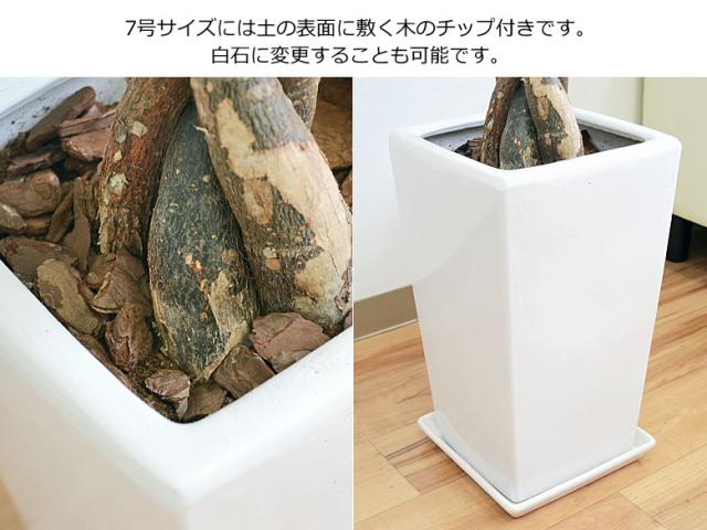 観葉植物 7号4号 2鉢セット 陶器鉢植え 選べる品種 おしゃれ お祝い