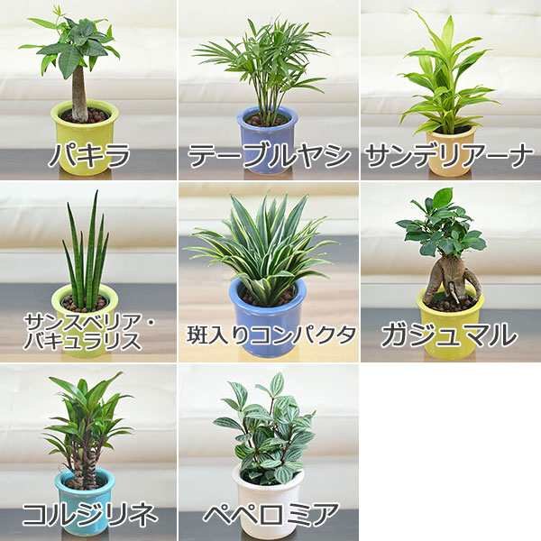 送料無料 観葉植物 ミニ ハイドロカルチャー パステルカラー陶器鉢付き 3鉢セット インテリア 人気 お祝い ギフト プレゼント おしゃの通販はau Pay マーケット フラワーコーポレーション