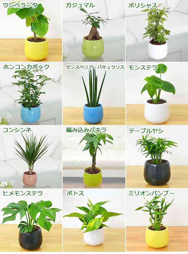 送料無料】観葉植物 ミニ ハイドロカルチャー陶器鉢付き 4鉢セット【インテリア/人気/お祝い/ギフト/プレゼント/おしゃれ/スタイリッシの通販はau  PAY マーケット - フラワーコーポレーション | au PAY マーケット－通販サイト