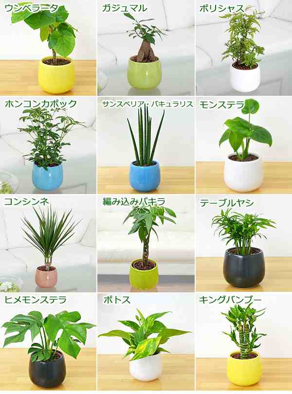 送料無料 観葉植物 ミニ ハイドロカルチャー陶器鉢付き 3鉢セット インテリア 人気 お祝い ギフト プレゼント おしゃれ スタイリッシの通販はau Pay マーケット フラワーコーポレーション