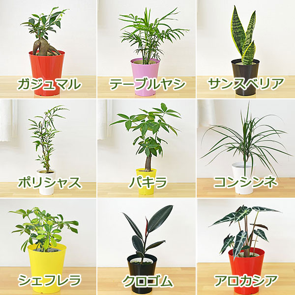 送料無料 選べる観葉植物 4鉢セット 鉢カバー付き インテリア 人気 お祝い ギフト プレゼント おしゃれ スタイリッシュ ミニ お試しの通販はau Pay マーケット フラワーコーポレーション