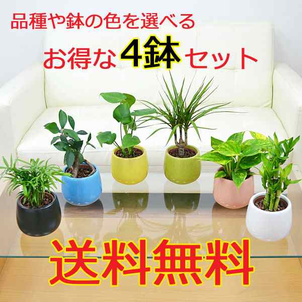 送料無料】観葉植物 ミニ ハイドロカルチャー陶器鉢付き 4鉢セット