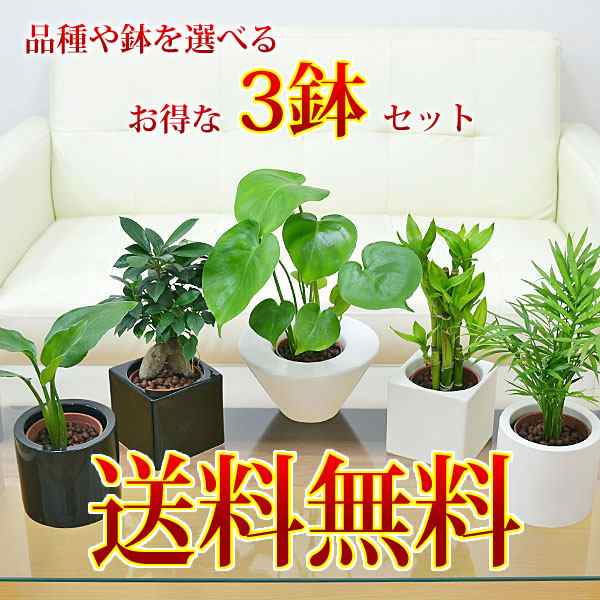 送料無料 観葉植物 ミニ ハイドロカルチャースタイリッシュ陶器鉢付き 3鉢セット インテリア 人気 お祝い ギフト プレゼント おしゃの通販はau Pay マーケット フラワーコーポレーション