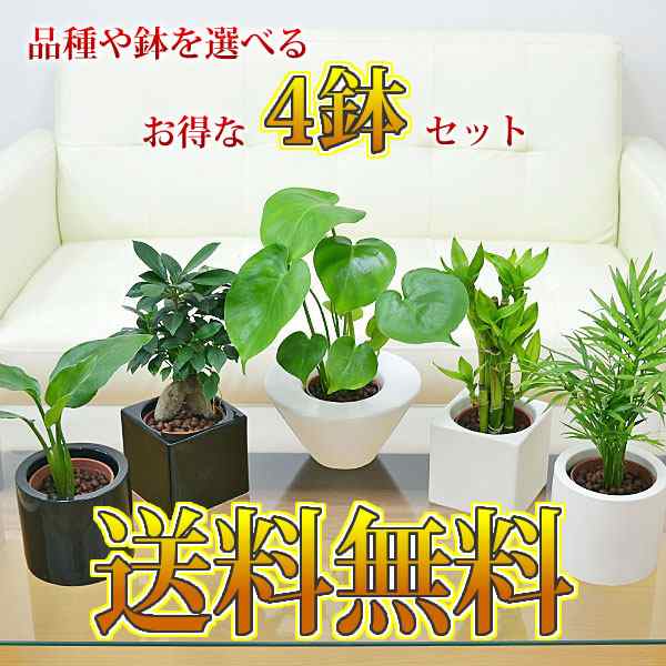 送料無料 観葉植物 ミニ ハイドロカルチャースタイリッシュ陶器鉢付き 4鉢セット インテリア 人気 お祝い ギフト プレゼント おしゃの通販はau Pay マーケット フラワーコーポレーション