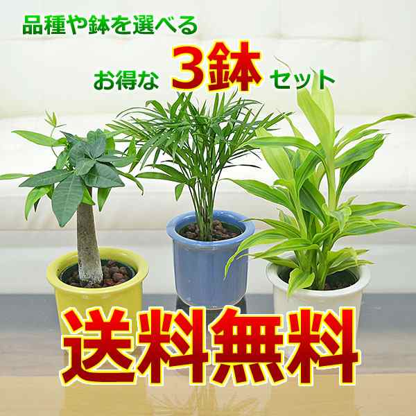 送料無料 観葉植物 ミニ ハイドロカルチャー パステルカラー陶器鉢付き 3鉢セット インテリア 人気 お祝い ギフト プレゼント おしゃの通販はau Pay マーケット フラワーコーポレーション