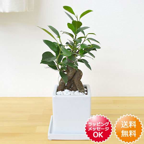 送料無料 観葉植物 ガジュマル 多幸の木 キューブ陶器鉢植え インテリア 人気 お祝い ギフト プレゼント 開店祝い 新築祝い 誕生日の通販はau Pay マーケット フラワーコーポレーション