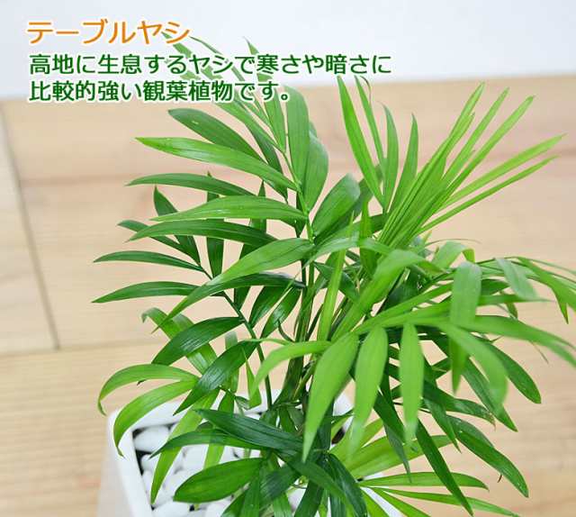 送料無料 観葉植物 テーブルヤシ キューブ陶器鉢植え インテリア 人気 お祝い ギフト プレゼント 開店祝い 新築祝い 誕生日祝い 結婚の通販はau Pay マーケット フラワーコーポレーション