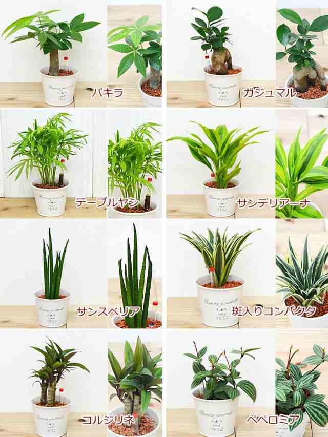 今月限定 特別大特価 送料無料 ミニ観葉植物 ハイドロカルチャー 水耕栽培 ブリキポット 3鉢セット 水位計付き インテリア 室内 人気 お祝い ギフト プレ 正規販売店 Carlavista Com