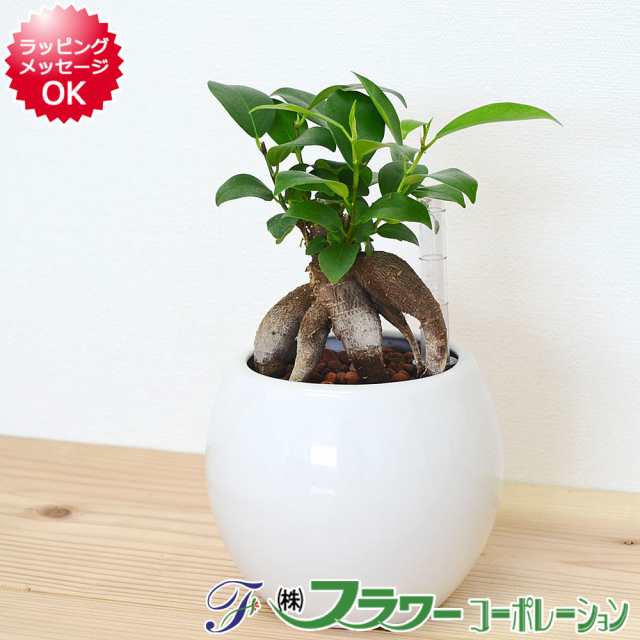 観葉植物 ガジュマル ハイドロカルチャー 水耕栽培 水位計付き 陶器鉢植え ホワイト おしゃれ お祝い 送料無料の通販はau Pay マーケット フラワーコーポレーション