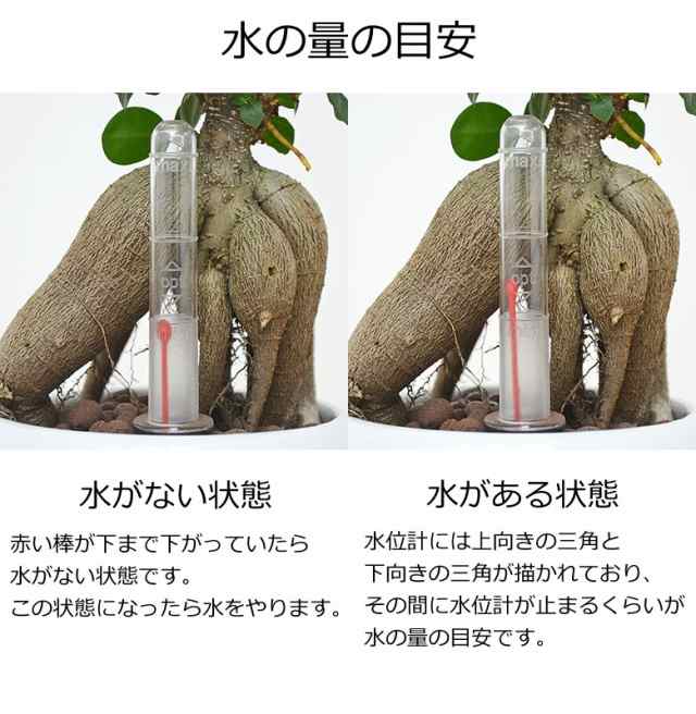 観葉植物 ガジュマル ハイドロカルチャー 水耕栽培 水位計付き 陶器鉢植え ホワイト おしゃれ お祝い 送料無料の通販はau Pay マーケット フラワーコーポレーション