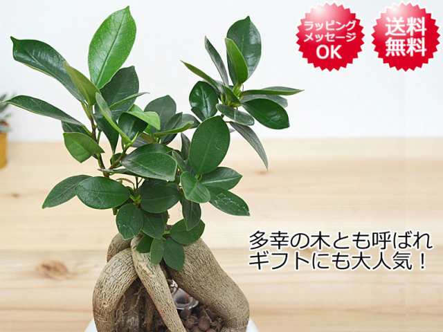 観葉植物 ガジュマル ハイドロカルチャー 水耕栽培 水位計付き 陶器鉢植え ホワイト おしゃれ お祝い 送料無料の通販はau Pay マーケット フラワーコーポレーション