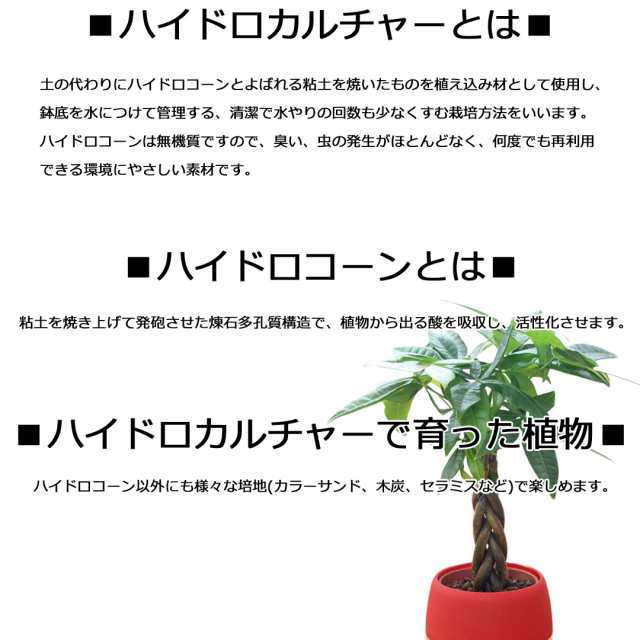 観葉植物 ミニ ハイドロカルチャー 水耕栽培 水位がわかる鉢付き モンステラ ガジュマル パキラ おしゃれ お祝い ビビット カラフル 送料