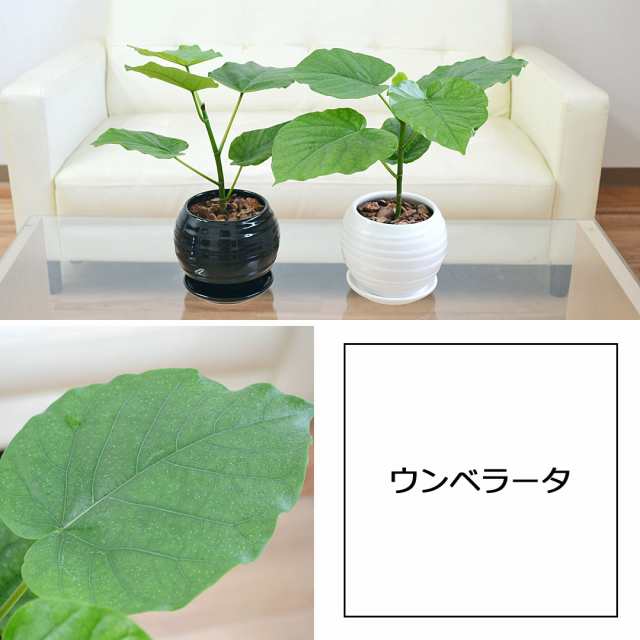 百貨店 鉢 おしゃれ 鉢カバー 個性的 室内 モダン 重量感あり、植物に