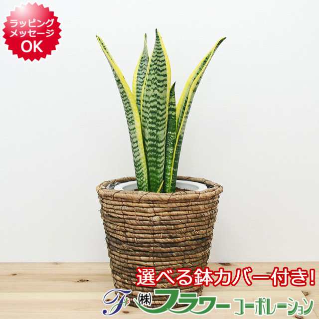 送料無料】観葉植物 サンスベリア・ローレンティ 6号サイズ 選べる鉢