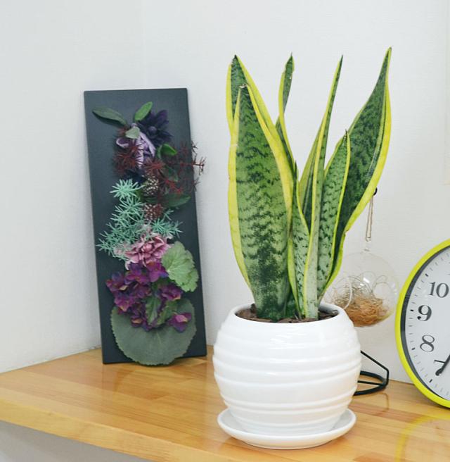 送料無料 観葉植物 サンスベリア サンセベリア ボール型陶器鉢 インテリア 人気 お祝い ギフト プレゼント 開店祝い 新築祝い の通販はau Pay マーケット フラワーコーポレーション