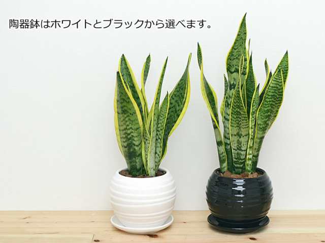 送料無料 観葉植物 サンスベリア サンセベリア ボール型陶器鉢 インテリア 人気 お祝い ギフト プレゼント 開店祝い 新築祝い の通販はau Pay マーケット フラワーコーポレーション