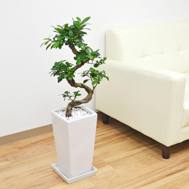送料無料】観葉植物 ガジュマル(多幸の木) 曲がり仕立て 昇り竜