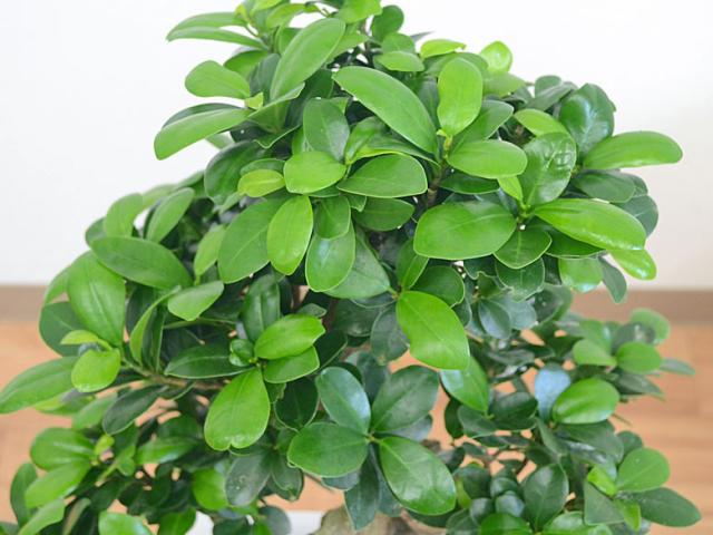 送料無料】観葉植物 ガジュマル(多幸の木) 曲がり仕立て 昇り竜