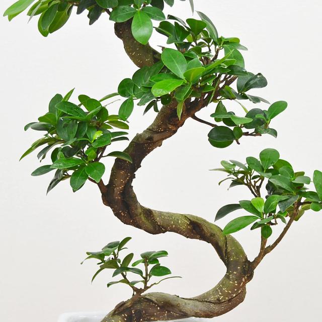 送料無料】観葉植物 ガジュマル(多幸の木) 曲がり仕立て 昇り竜