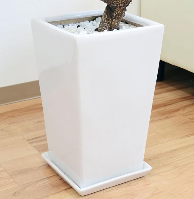 送料無料】観葉植物 ガジュマル(多幸の木) 曲がり仕立て 昇り竜