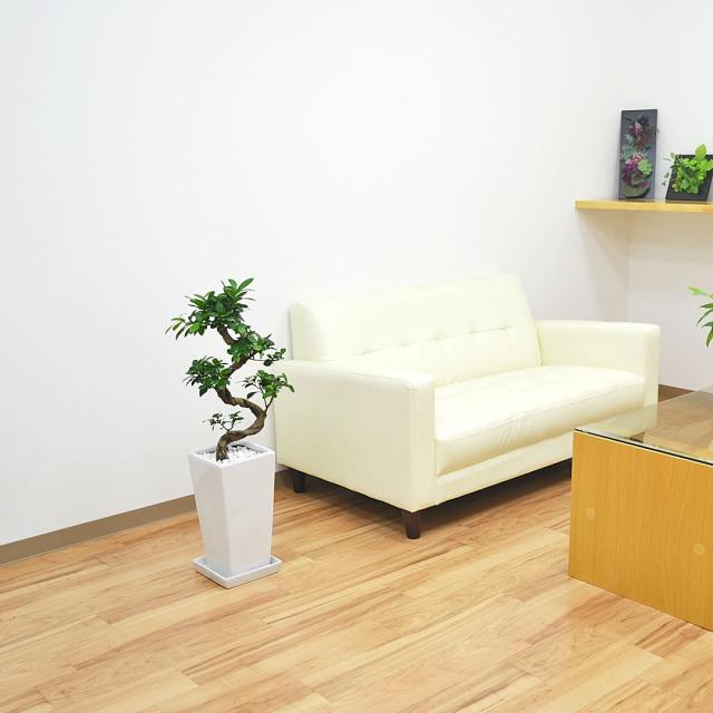 送料無料】観葉植物 ガジュマル(多幸の木) 曲がり仕立て 昇り竜