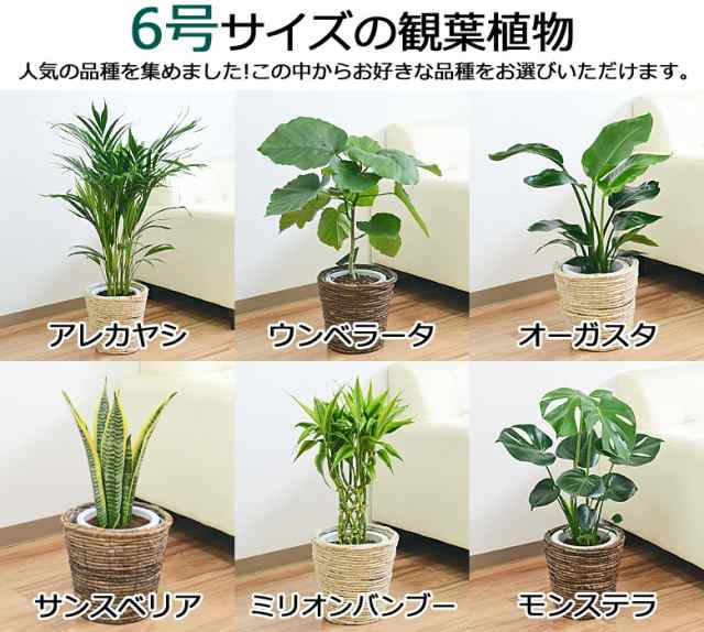 送料無料】選べる観葉植物2鉢セット 6号3号 鉢カバー付き(6号のみ