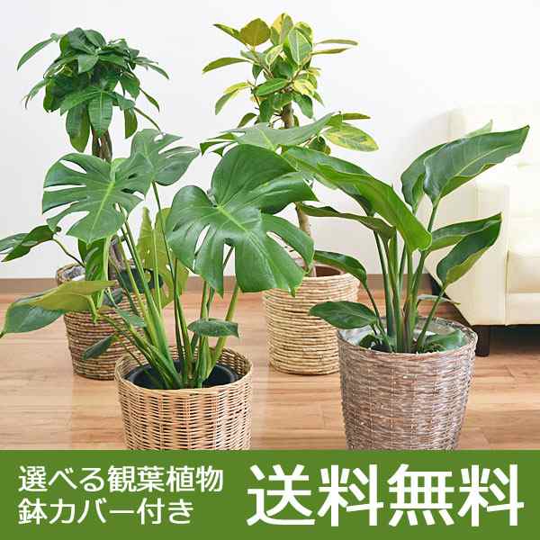 高品質最新作 鉢カバー 観葉植物 7号鉢用の通販 by small field's shop｜ラクマ