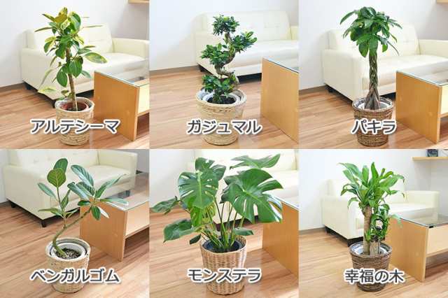 送料無料】選べる観葉植物・鉢カバー 7号サイズ【モンステラ/アルテシーマ/パキラ/ガジュマル/ベンガレンシス/幸福の木/インテリア/人の通販はau  PAY マーケット フラワーコーポレーション au PAY マーケット－通販サイト