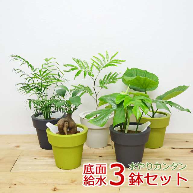 観葉植物 ウンベラータ エバーフレッシュ ガジュマル テーブルヤシ ヒメモンステラ 底面給水 3鉢セット おしゃれ お祝い 送料無料の通販はau Pay マーケット フラワーコーポレーション