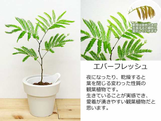 観葉植物 ウンベラータ エバーフレッシュ ガジュマル テーブルヤシ ヒメモンステラ 底面給水 3鉢セット おしゃれ お祝い 送料無料の通販はau Pay マーケット フラワーコーポレーション