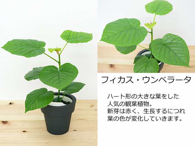 観葉植物 ウンベラータ エバーフレッシュ ガジュマル テーブルヤシ ヒメモンステラ 底面給水 3鉢セット おしゃれ お祝い 送料無料の通販はau Pay マーケット フラワーコーポレーション