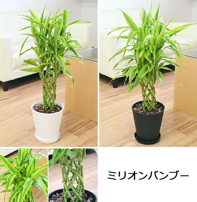 観葉植物 ウンベラータ サンスベリア ベンジャミン ミリオンバンブー 6号セラート鉢 2鉢セット おしゃれ お祝い ホワイト ブラック 送料の通販はau Pay マーケット フラワーコーポレーション