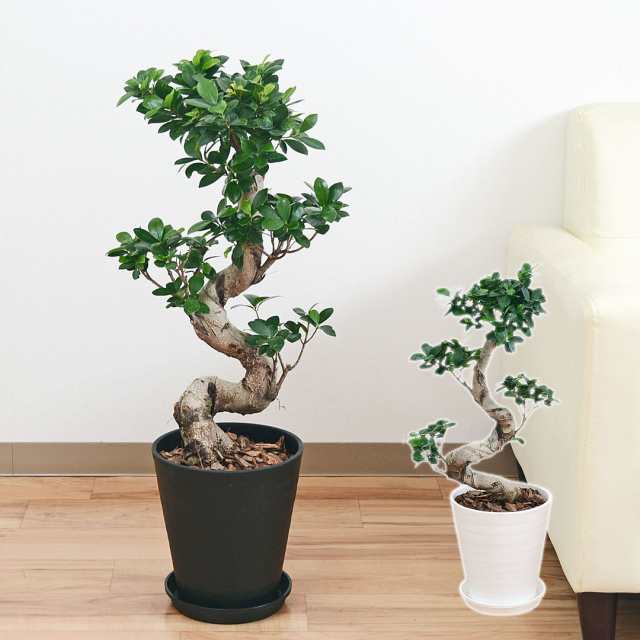 ミニ観葉植物 ガジュマル(多幸の木)陶器鉢付き(ハイドロ