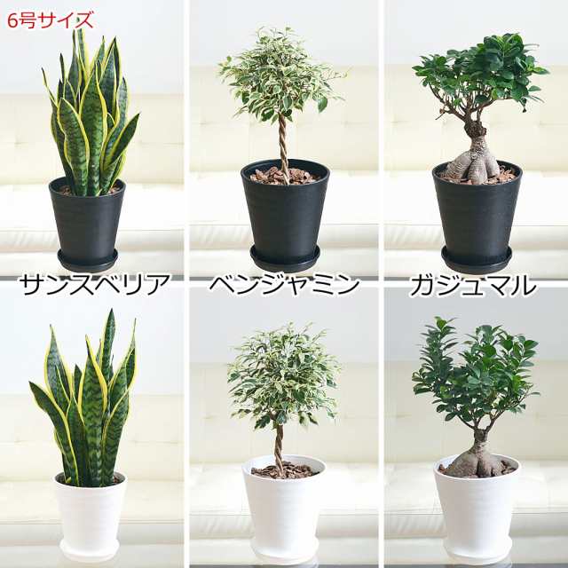 観葉植物 4鉢セット 7号 6号 4号 3号 モンステラ ガジュマル