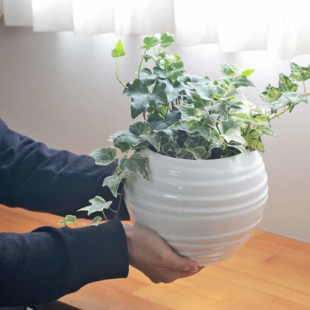 ヘデラ ３種類 鉢ごと - 観葉植物