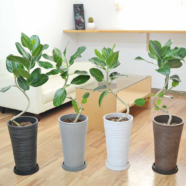 観葉植物 フィカス ベンガレンシス ベンガルゴム ベンガルボダイジュ 曲がり仕立て デザイン鉢 大型 おしゃれ お祝い インテリア 本物 室