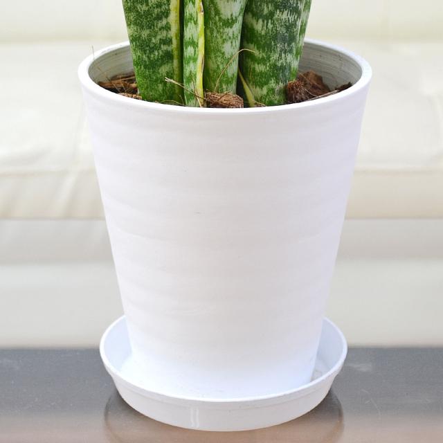 観葉植物 サンスベリア サンセベリア ローレンティ セラート鉢植え 5号