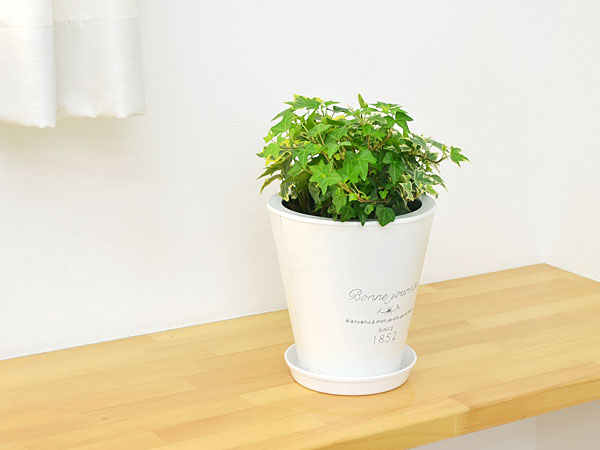 送料無料 観葉植物 アイビー ヘデラ 3種ブリキポット寄せ植えの通販はau Pay マーケット フラワーコーポレーション