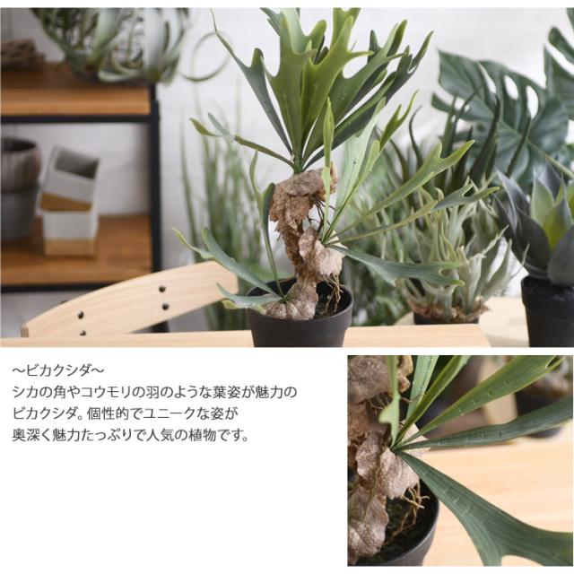 Brown. ブラウン ビカクシダ ポット 52 991520 観葉植物 フェイクグリーン インテリアグリーン コウモリラン 卓上 鉢 おしゃれ ボタニカル グリーンディスプレイ リビング 玄関 カフェ 店舗_2