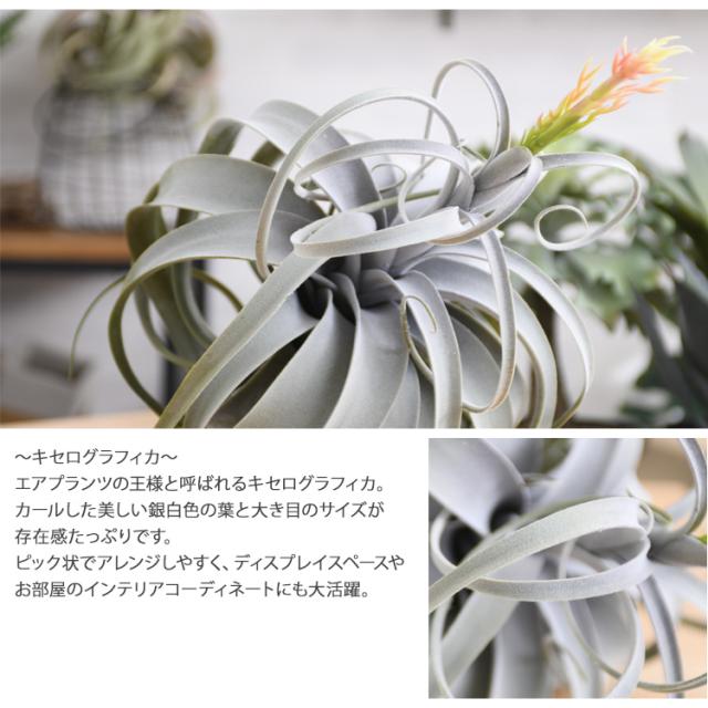 Brown. ブラウン キセログラフィカ ピック 花付 991170 観葉植物 造花 フェイクグリーン インテリアグリーン ボタニカル 北欧 ンテリア ボタニカル グリーンディスプレイ リビング 玄関 カフェ 店舗_2
